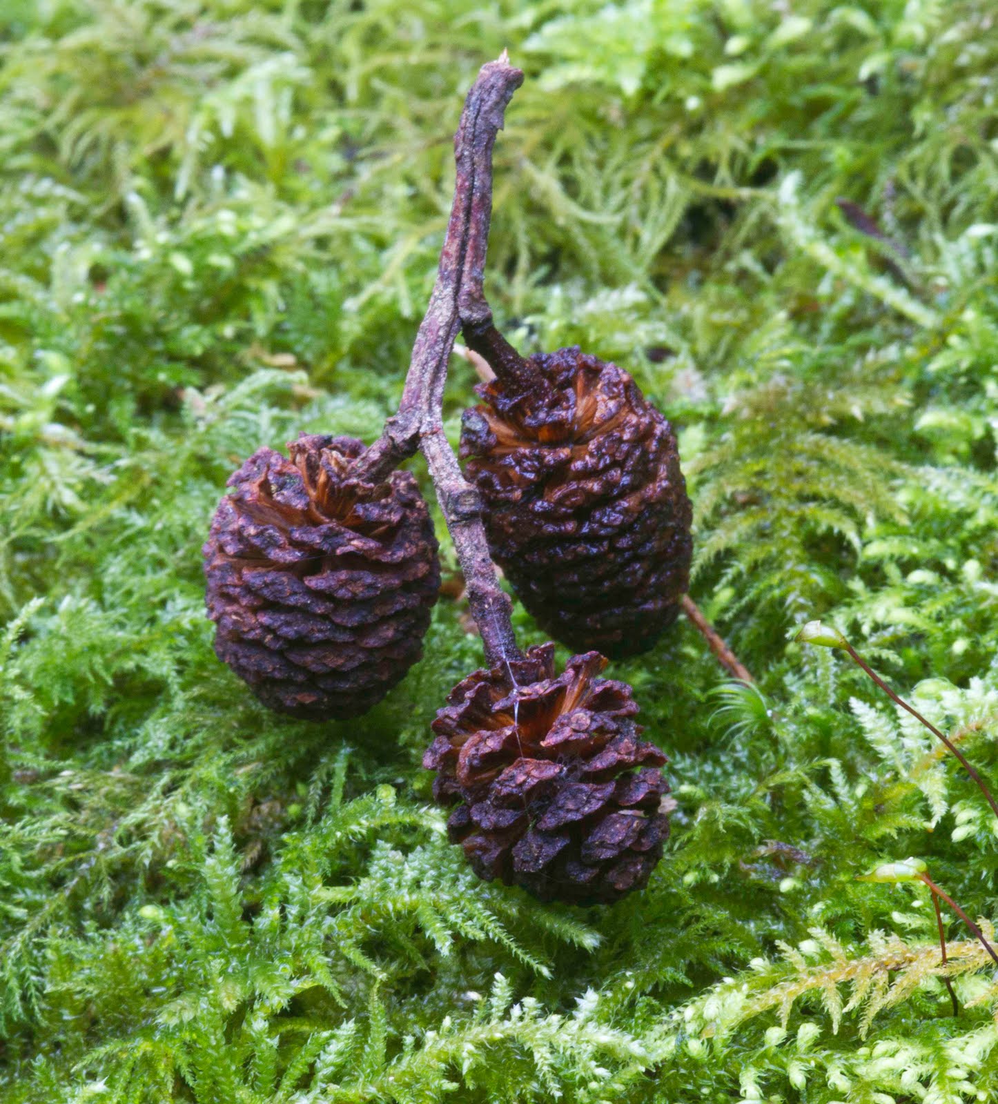 NWflora: Red Alder cones, Alnus rubra
