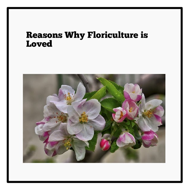 Reasons Why Floriculture is Loved