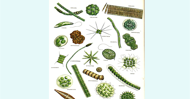 Klasifikasi Protista Mirip Tumbuhan Blog Seputar Protista