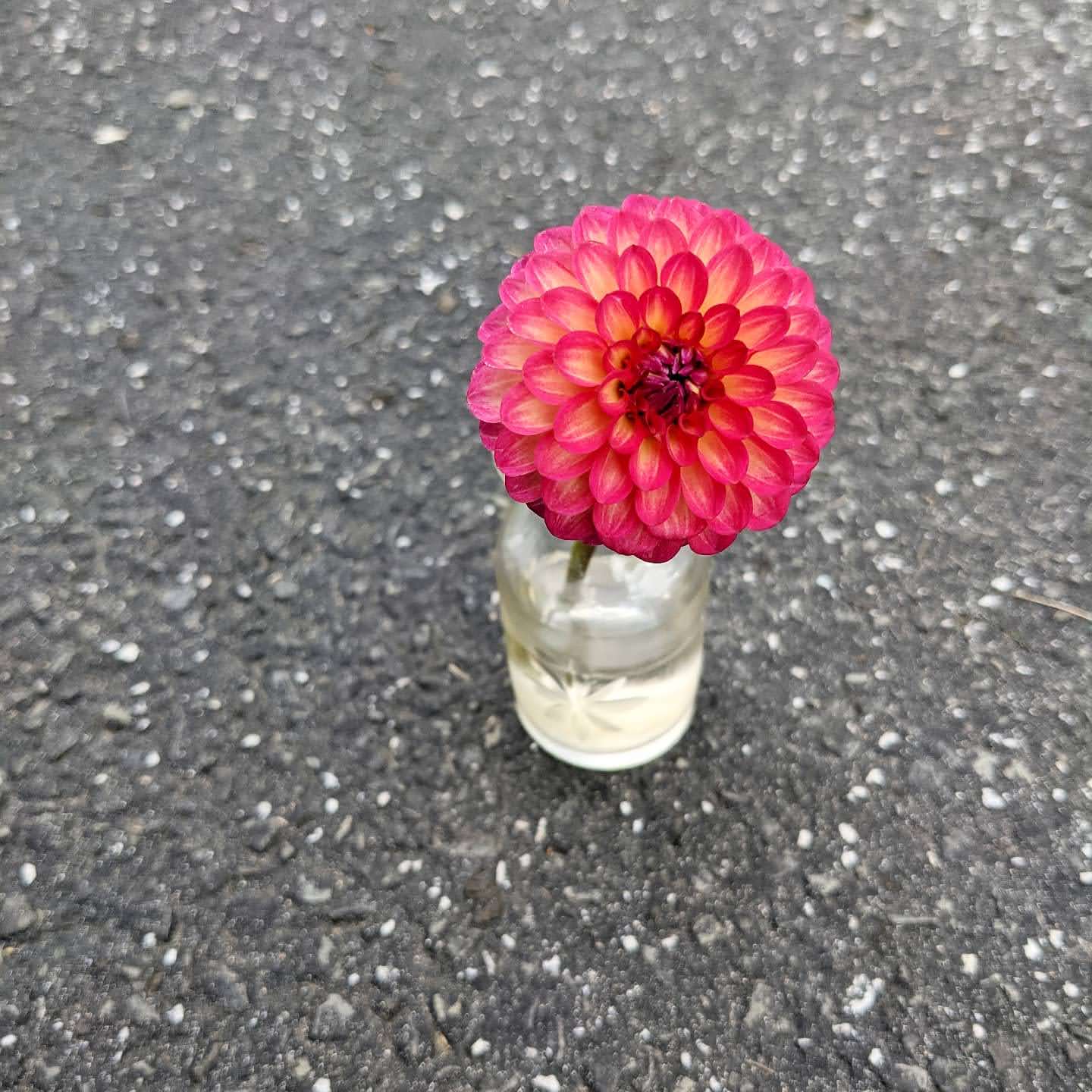 Pink Dahlia Bloom in Small Glass Vase | Taste As You Go