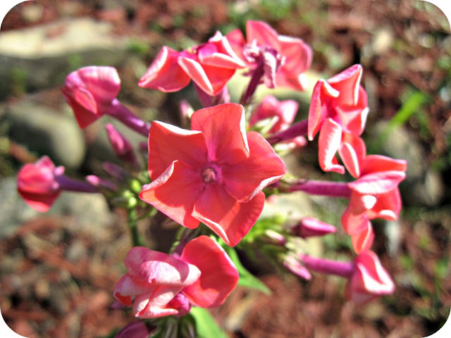 pink flower phlox
