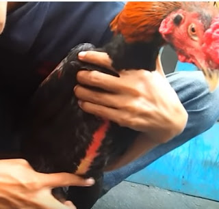 Ayam Bangkok Aduan Super Pukul 