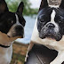 Differences Between the Boston Terrier and French Bulldog