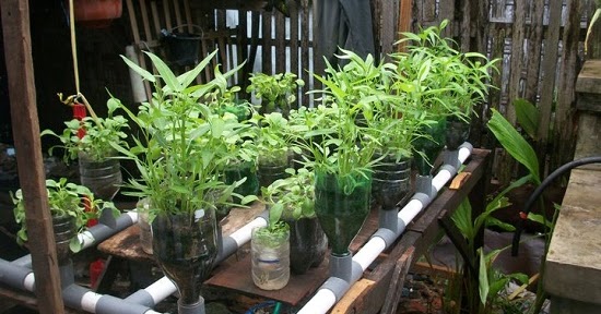 Nih, Keuntungan Bercocok Tanam Hidroponik Untuk Yang Hobi Berkebun
