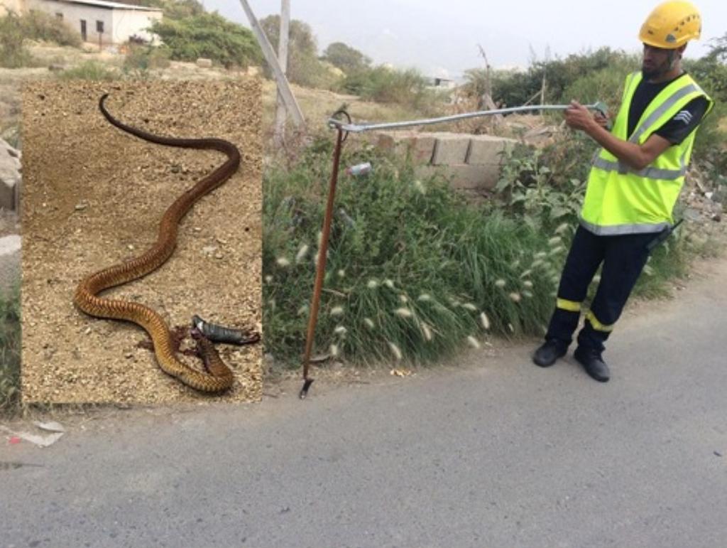 الدفاع المدني بالمندق يقتل كوبرا بعد ان اودت بحياة رب أسرة وإصابة ابنته صحيفة وطن 24 الأخبارية