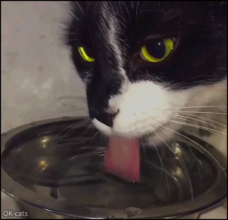 Amazing Cat GIF • Close up on cat drinking water with his magic tongue (Slow Motion) Amazing Cat GIF • Close up on cat drinking water with his magic tongue (Slow Motion)