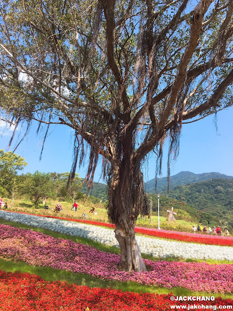 北投社三層崎公園花海