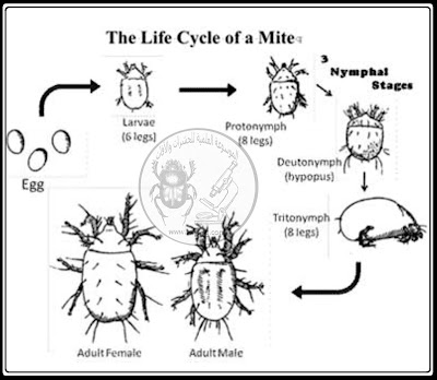 دورة حياة عث غبار المنزل House dust mites