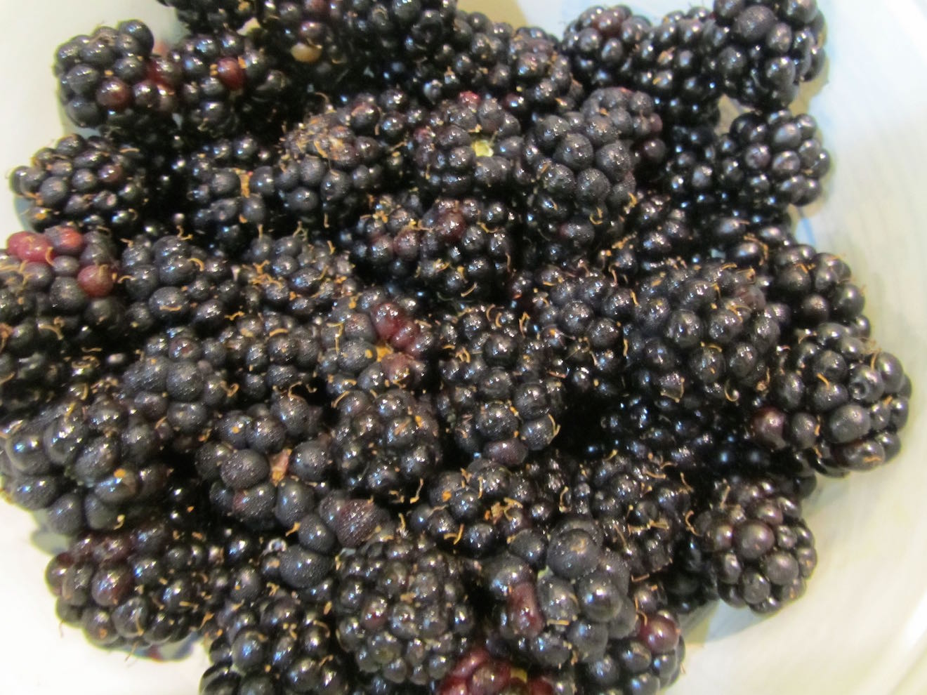 creative savv Blackberry Season Has Begun!