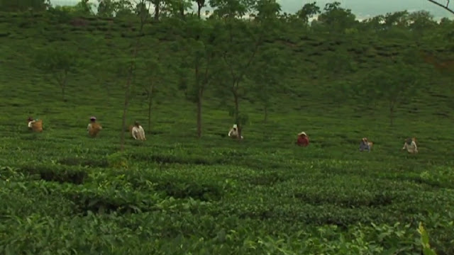 Darjeeling tea garden view