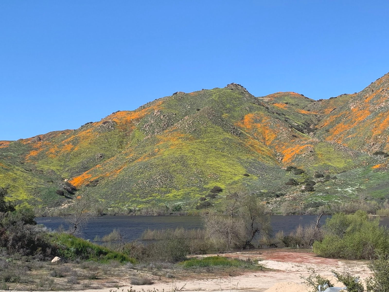 Western Sojourns Travels with Camissonia Corona Lake, Temescal Wash