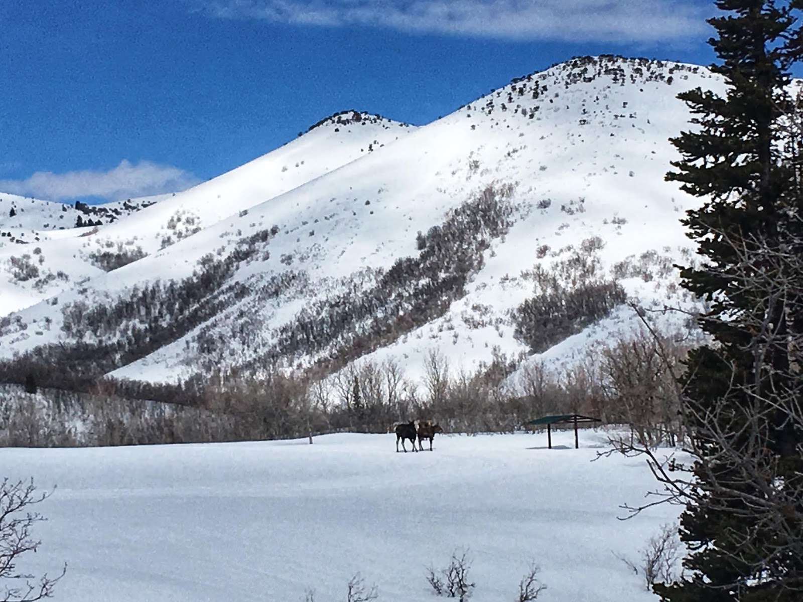 Cross Country Skiing at Ogden Nordic Girl on a Hike