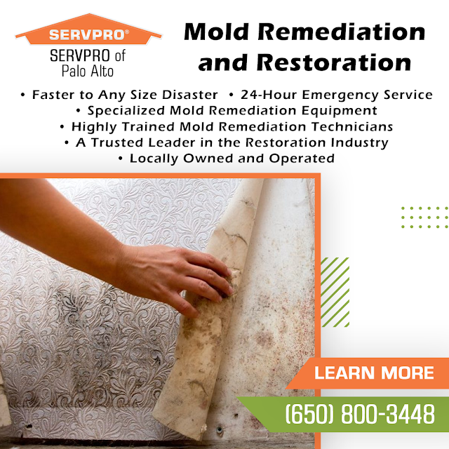 mold remediation