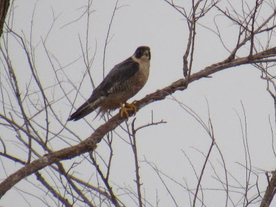 Peregrine Falcon