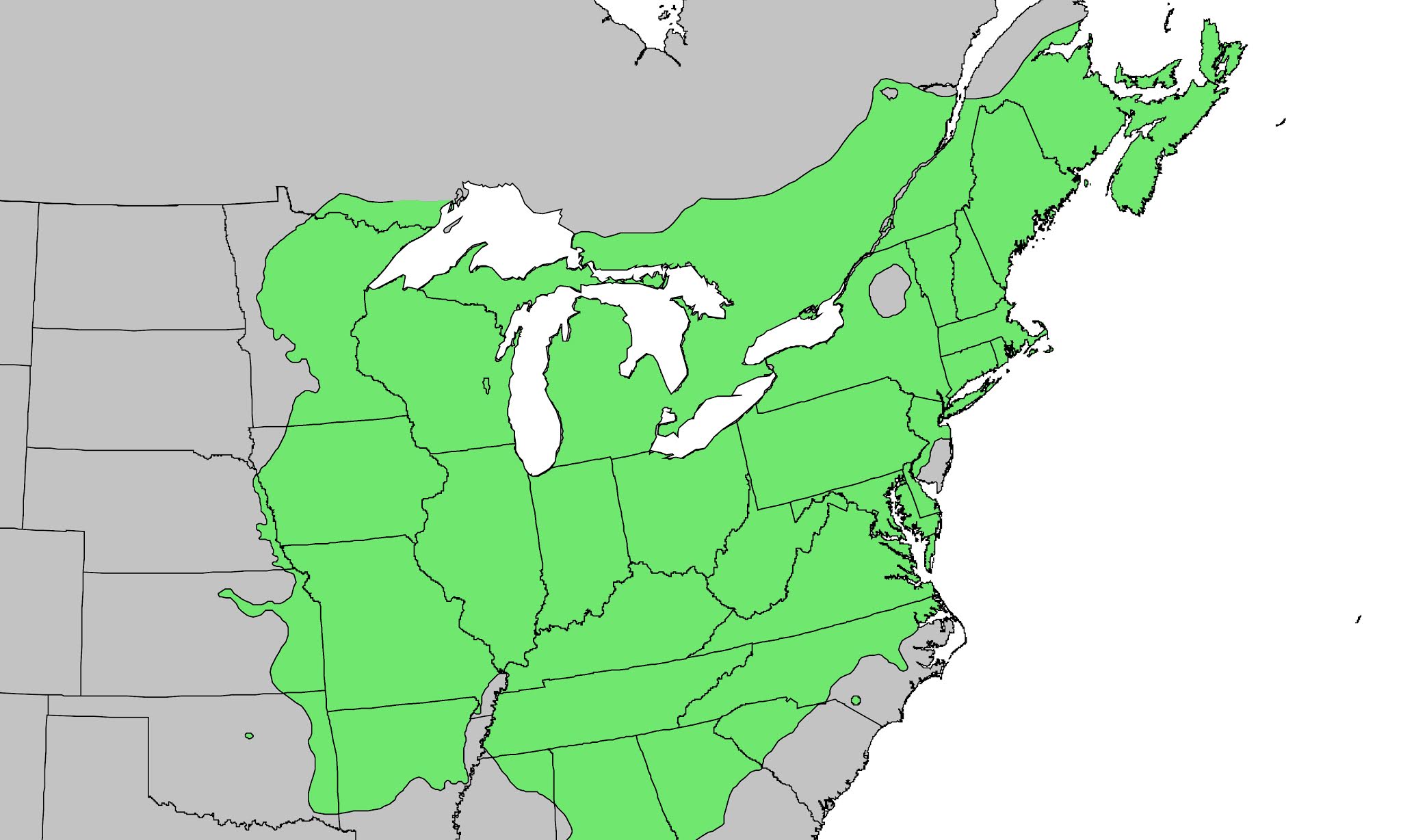 Replant.ca Environmental The Red Oak tree (Quercus rubra)