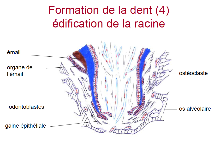 Développement dentaire - dentica club