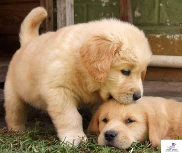 Golden retriever puppy price in India