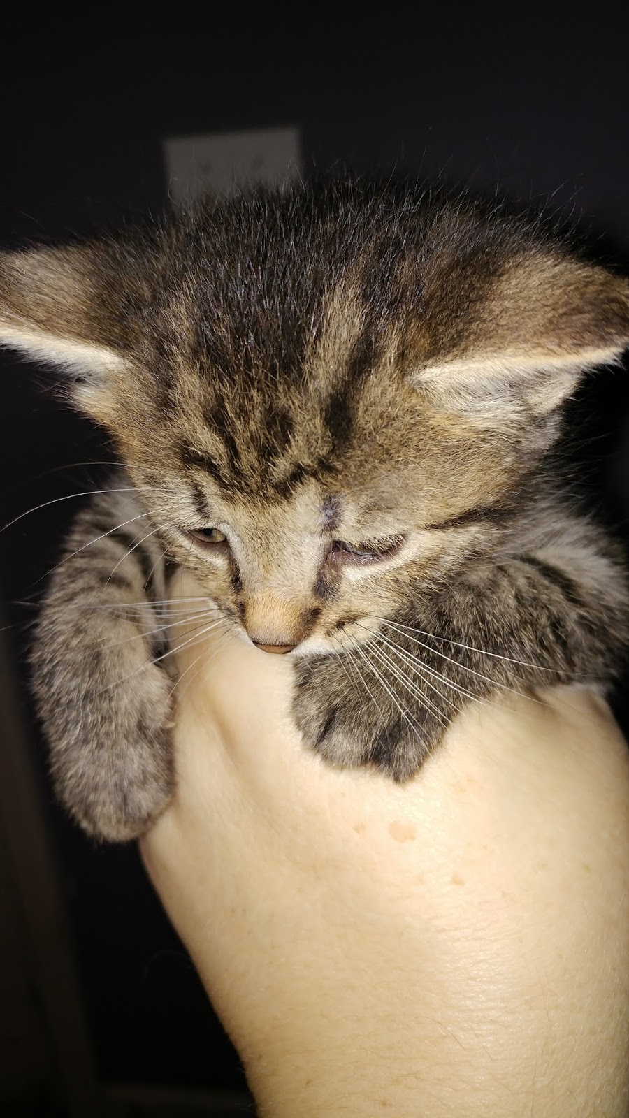 Random Felines: Random phone pictures