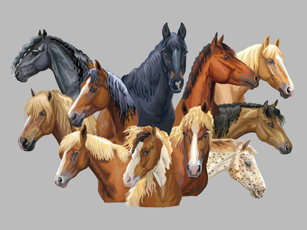 10 Most Popular Horse Breeds And Types Horses Horse Breeds Breeds ...
