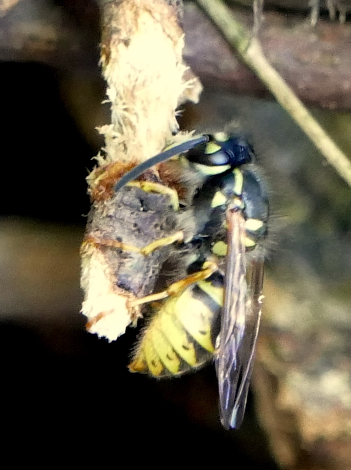 Peter Lovett's ramblings A Common Wasp chewing wood to make a "paper