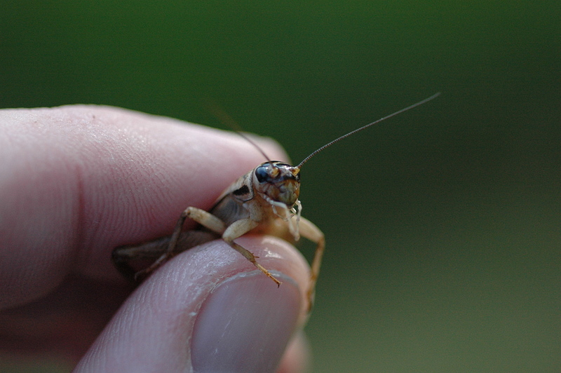 The Fiberglass Manifesto We Fish With Crickets...Sometimes