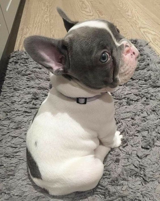 cute french bulldog puppies for sale