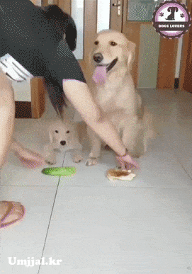 Umjjal_kr_82.gif