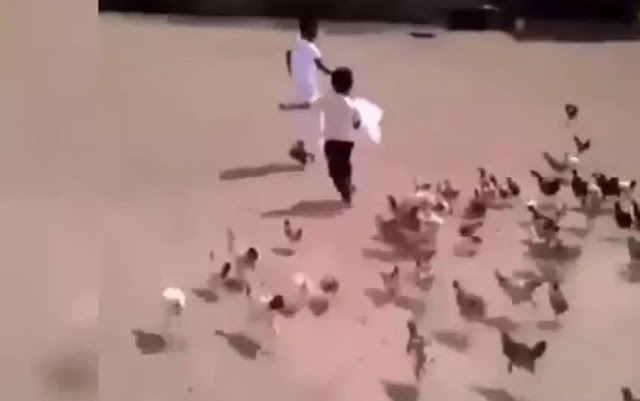 Video Lucu Anak Kecil Dikejar Ayam Video Lucu Anak Kecil Dikejar Ayam