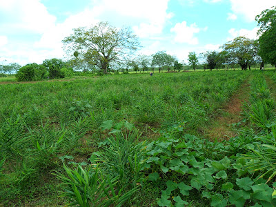 EL CULTIVO DE JENGIBRE, Zingiber officinale, Kión