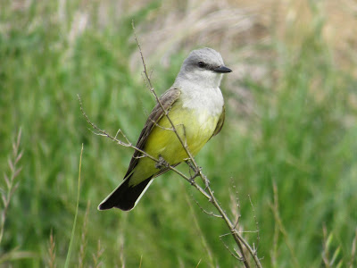 Western Kingbird