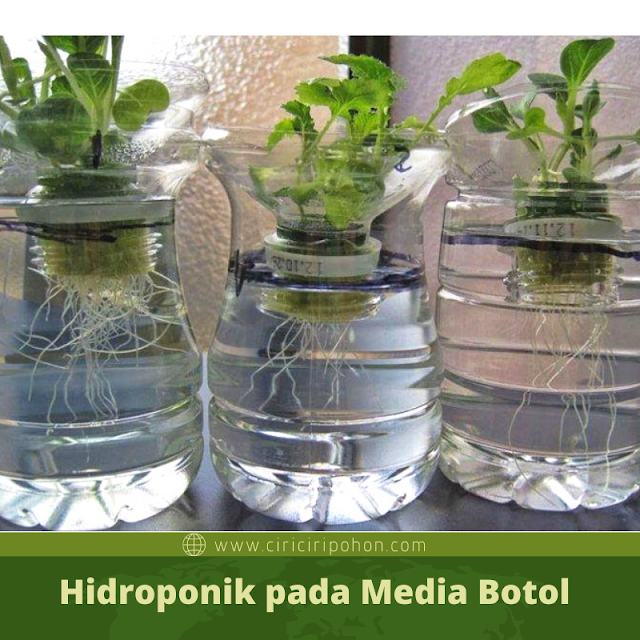 Ciri Ciri Pohon Hidroponik pada Media Botol