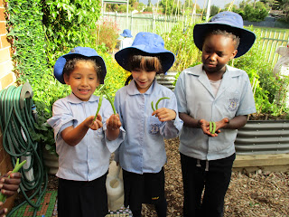 Kitchen Gardens in Schools