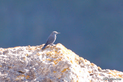 Roquero solitario (Monticola solitarius)