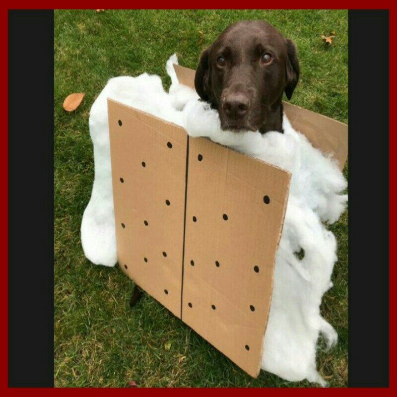 Dollar Store Crafter S'mores Dog Halloween Costume