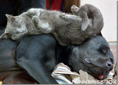 funny animals sleeping pictures world funny pictures funny images top ...