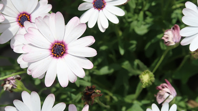 beautiful-flowers-wallpaper-free-download beautiful-flowers-wallpaper-free-download