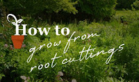 how to grow root cuttings