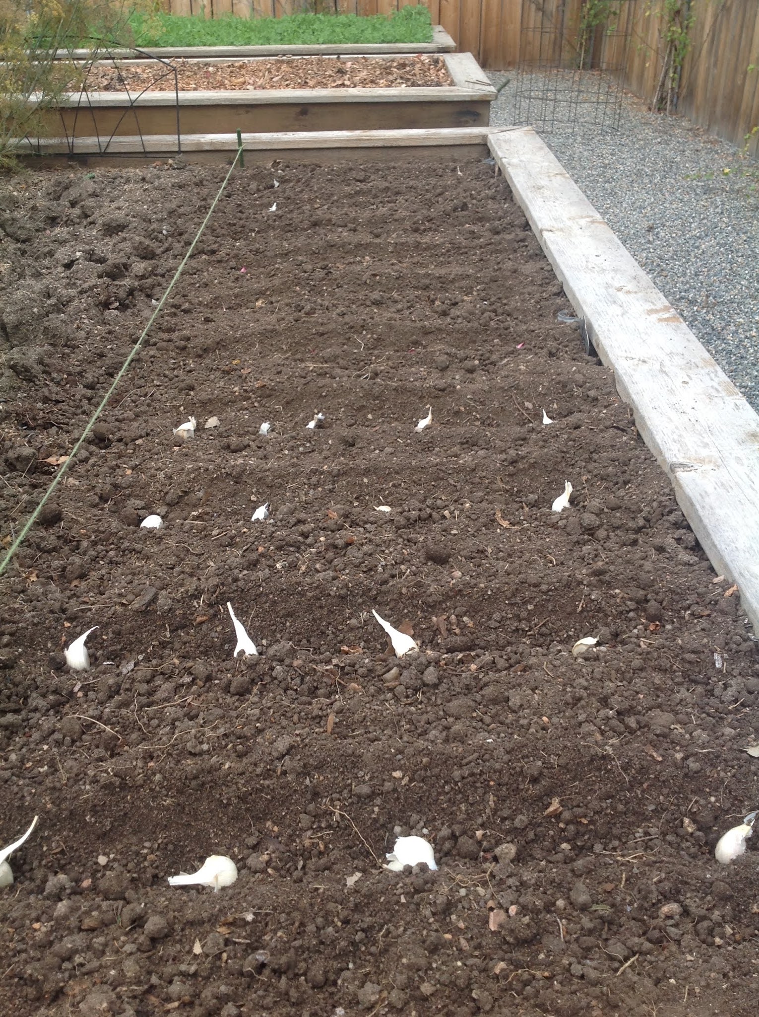 Master Gardeners—“It's Garlic Planting Time”, Roots