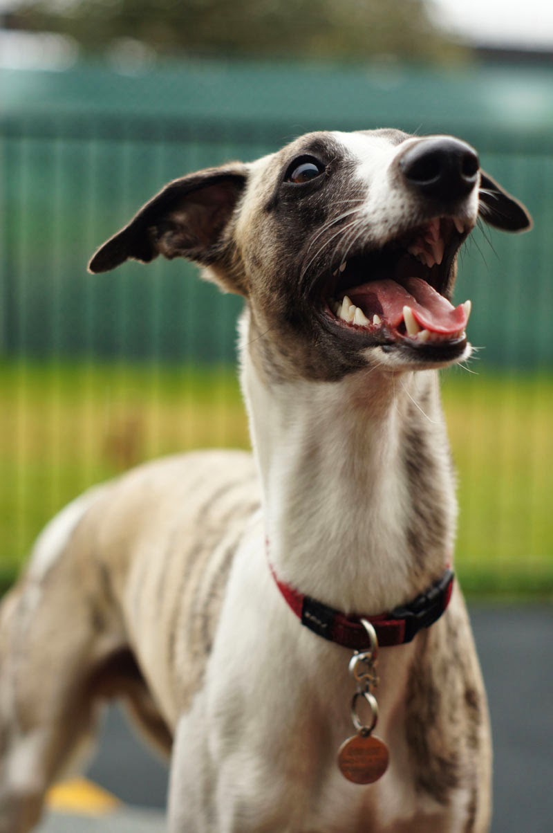 Dog Care Specialists Read your dog’s mind carefully