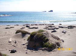 Elephant Seals on California Coast