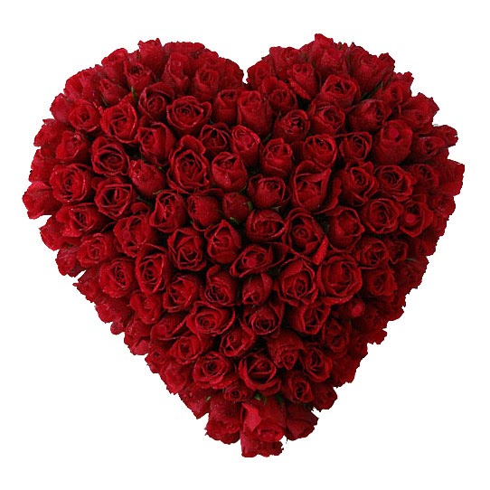 Big Red Roses for Big Love