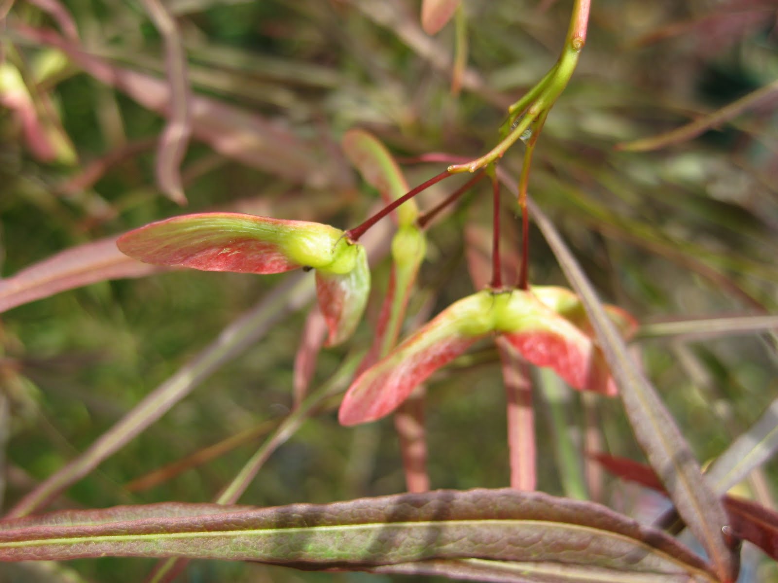Victoria Gardens: Purple Threadleaf Japanese Maple - Acer Palm ...