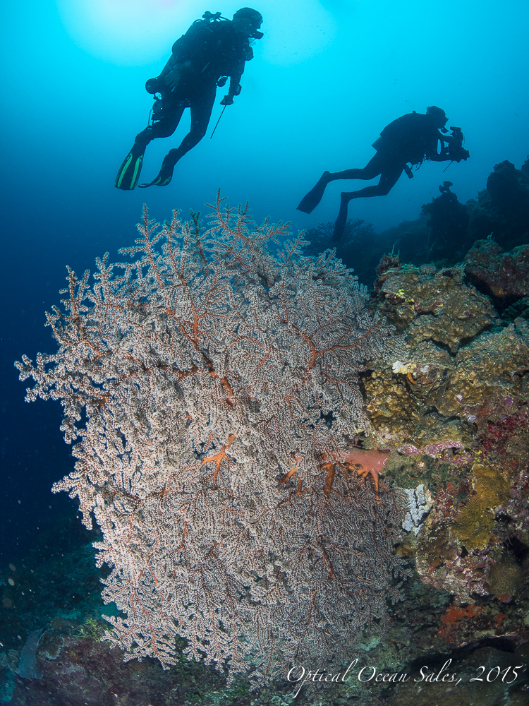 Olympus E-M1 & New MZ 8mm Fisheye PRO Lens Review