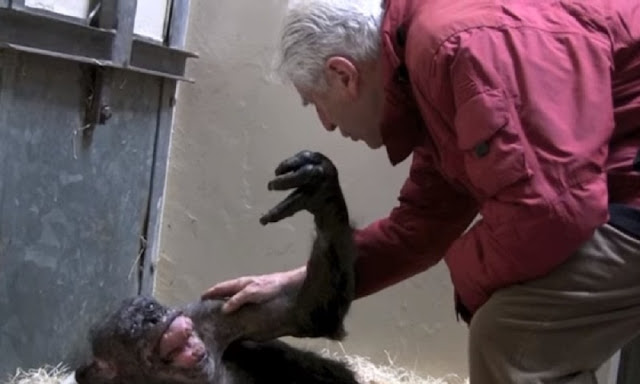 Профессор ван Хоуф и шимпанзе по имени Мама