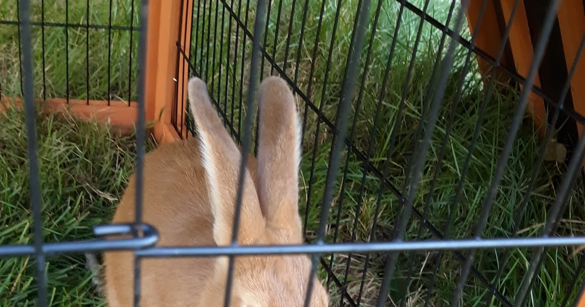 Raising Bunnies What species of trees are safe for my rabbits?