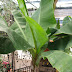 Bananenstaude, Bananenpflanze oder Musa