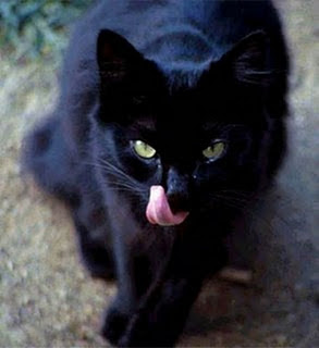 Funny Dead Black Cat