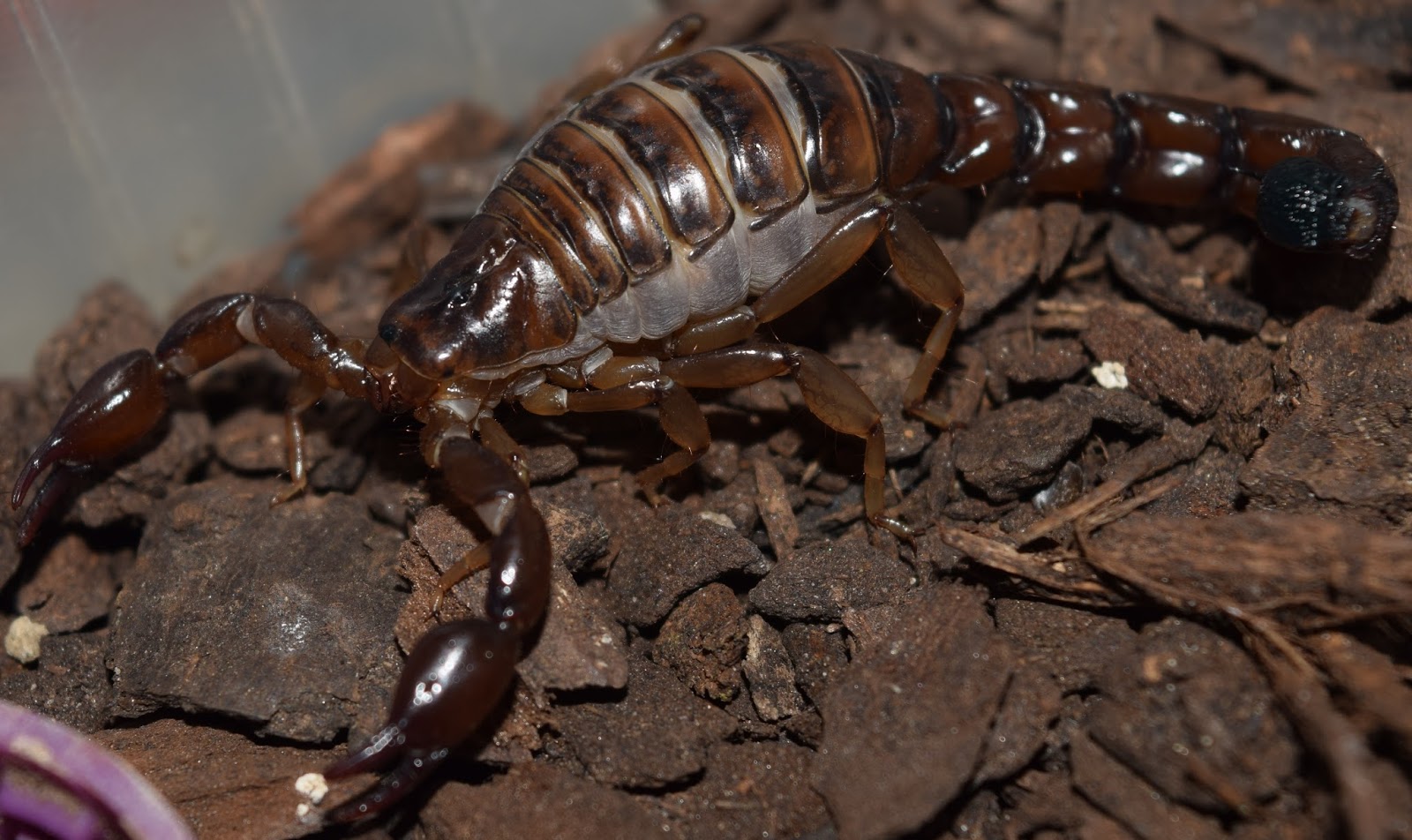 Escorpiones de Chile Bothriurus coriaceus (Pocock, 1893)