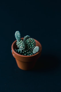 La douceur d'un cactus. Source : Burst / Farah