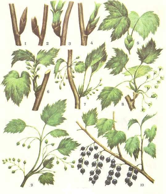 процесс смородины. размножение смородины отводками. фенофазы плодовых деревьев. смородина через мясорубку с сахаром. смородина листья полезные.